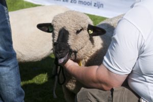 Landbouwshow Opmeer 2015