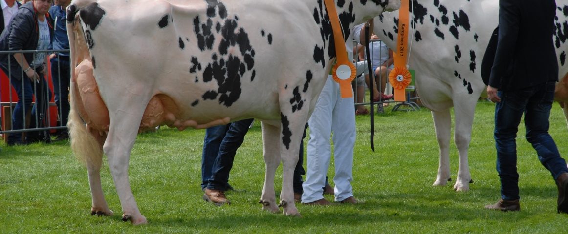 Rundveekeuring Landbouwshow Opmeer aangepast