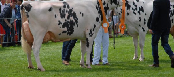 Rundveekeuring Landbouwshow Opmeer aangepast